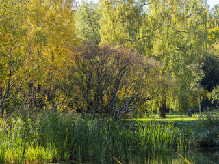 Fototapeta premium Autumn on the shore of the pond