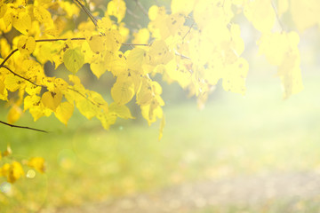 Obraz na płótnie Canvas Autumn landscape. Autumn tree leaves sky background.