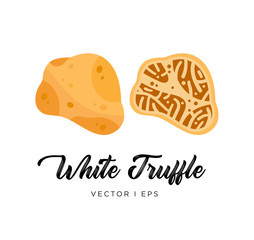 White truffle mushroom, cut sliced, vector editable illustration. Flat simple style.