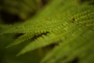 close up of Athyrium fern 