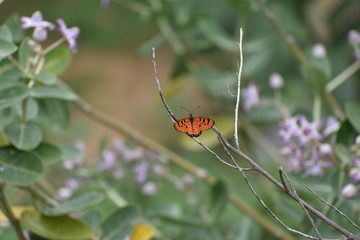 butterfly on flower