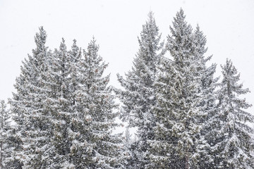 Fototapeta premium Evening snowfall in the mountains with snow-covered pines