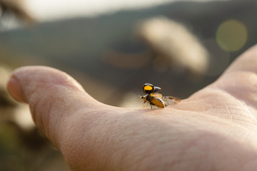 Man holding bug on the hand. 
