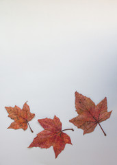 Naklejka na ściany i meble autumn maple leaves on white background, copy space