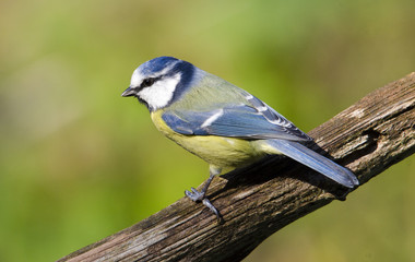 Cinciallegra