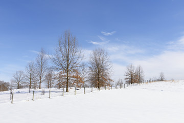 Fototapeta na wymiar Winter Scenic of Snow, Trees and Blue Sky