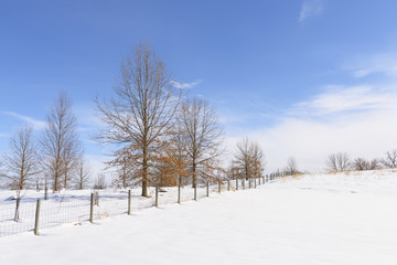 Winter Scene with Snow, Fence, and Trees on Sunny Day