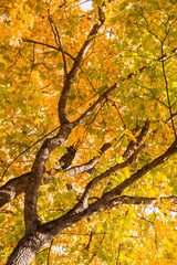 Fototapeta na wymiar Autumn landscape. Yellow leaves