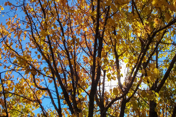 Autumn tree branches with colorful leaves and sun rays.