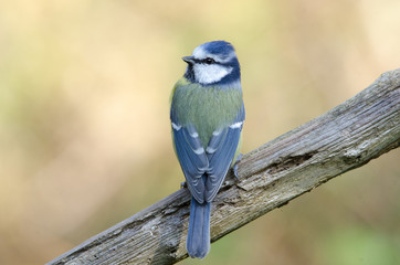Cinciallegra