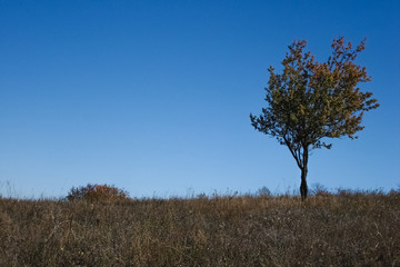 Lonely tree in the meadow.