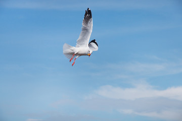 seagull flying in the sky and eating piece of bread