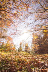 Herbstwiese und Blätterdach