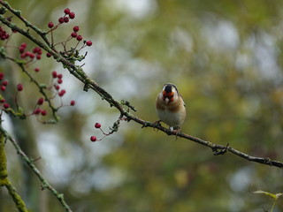Goldfinch (Carduelis carduelis)