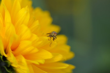  Fliege sitzt auf einer Blume