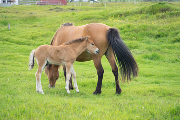 Fototapeta premium Islandpferde (Stute mit Hengst-Fohlen) auf saftig grünen Wiesen im Süden Islands