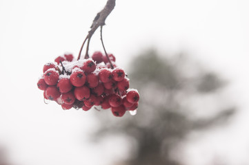 Background with a mountain ash cluster in snow