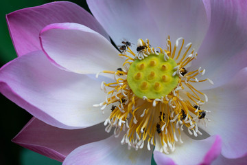 LOTUS WITH INSECT