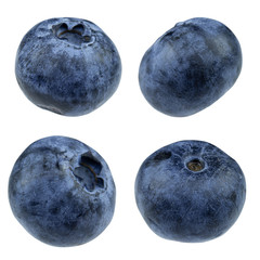 Obraz premium blueberry isolated on white background - clipping path