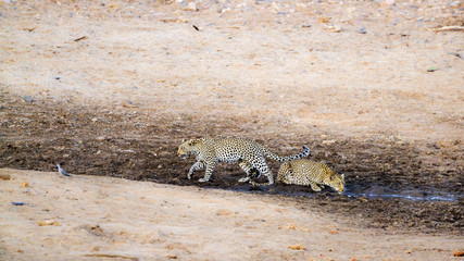 Leopard in Kruger National park, South Africa