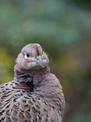 Female pheasant (Phasianus colchicus)