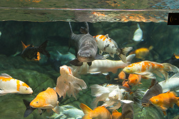 koi fish in pond