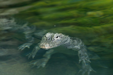 crocodile in water