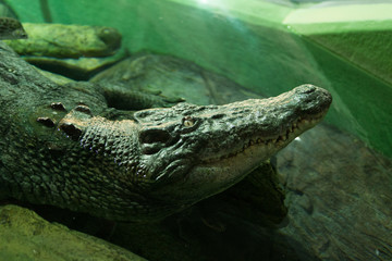 crocodile in water
