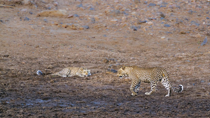 Leopard in Kruger National park, South Africa