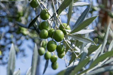 Detail of green olives on the branch