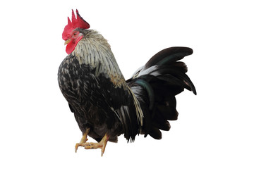 rooster isolated on white background - clipping paths