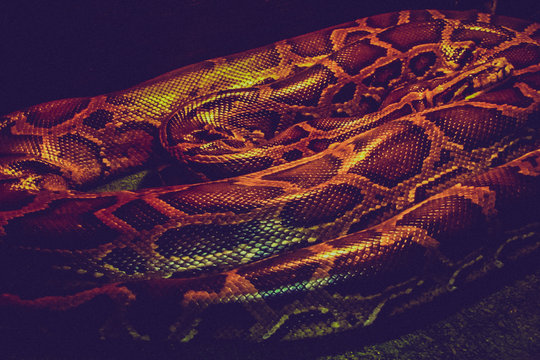 Tiger Python close up. Dark tone image