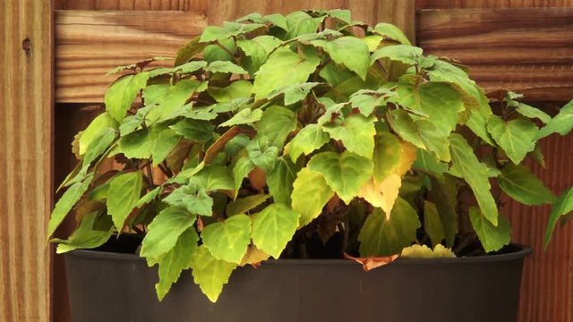 time lapse patchouli plant gets watered