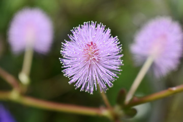 Pink flower on a blurred background