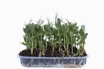 micro greens peas food for vegans