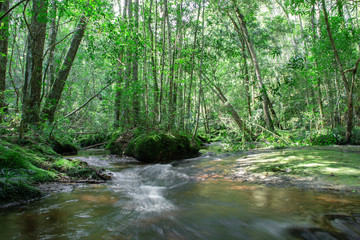 calm mountain water stream flowing in green forest  - selective focus.