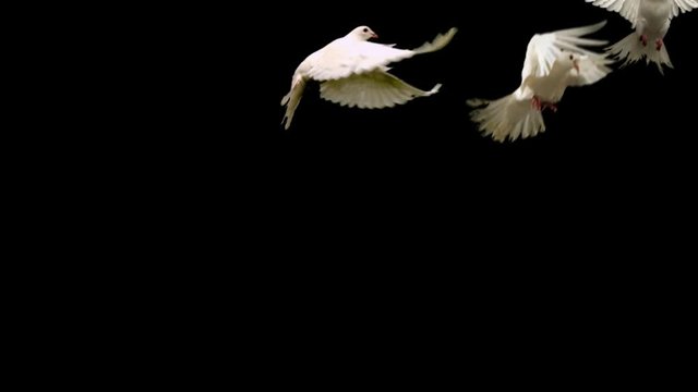 Three white doves - alpha matte
Slow motion shot on green screen.
Good for wedding backgrounds or titles.