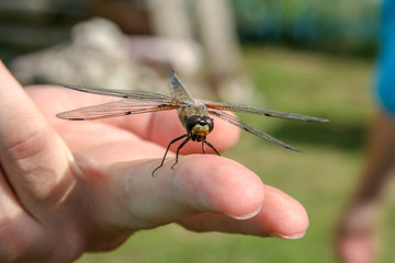 Large dragonfly sitting on a middle finger