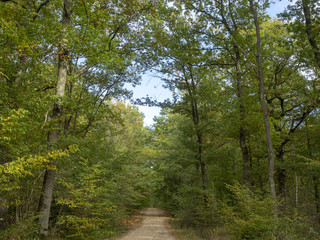 La forêt de Montpensier, site naturel de Serbannes dans l'Allier. Chemin forestier bordé de hauts chênes centenaires.