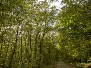 Fototapeta premium La forêt de Montpensier, site naturel de Serbannes dans l'Allier. Chemin forestier bordé de hauts chênes centenaires.