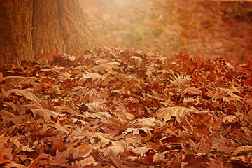 Baumstumpf mit Herbstlaub