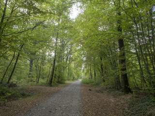 La forêt de Montpensier, site naturel de Serbannes dans l'Allier. Chemin forestier bordé de hauts chênes centenaires.