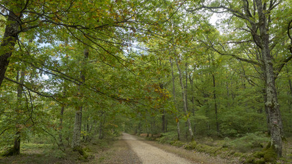 La forêt de Montpensier, site naturel de Serbannes dans l'Allier. Chemin forestier bordé de hauts...