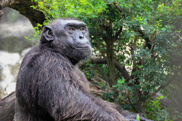 portrait of a old chimpanzee.