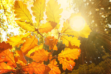 Blätter Herbstlich im Gegenlicht