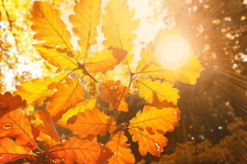 Stimmungsvolle Herbstblätter