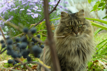 Naklejka na ściany i meble the cat is sitting in the garden in the fall among bunches of blue grapes