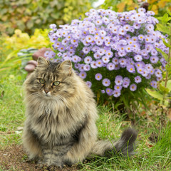 Naklejka na ściany i meble cat sits in the autumn garden on a background of flowers