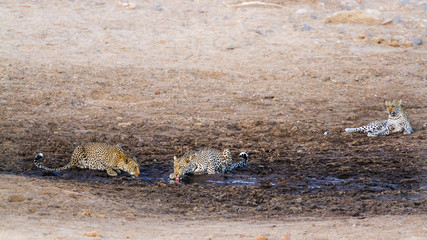 Leopard in Kruger National park, South Africa