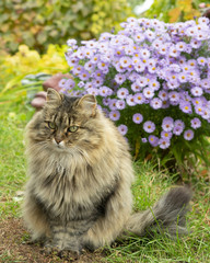 cat sits in the autumn garden on a background of flowers